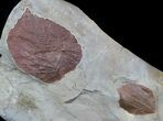 Two Fossil Leafs (Davidia, Zizyphoides) - Montana #37194-1